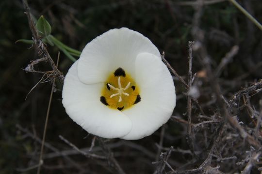 Calochortus leichtlinii Hook. fil. resmi