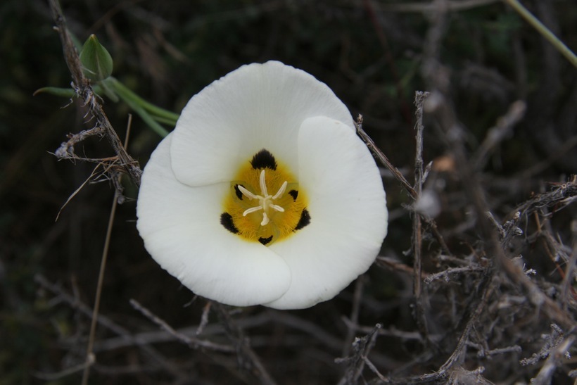 Calochortus leichtlinii Hook. fil. resmi