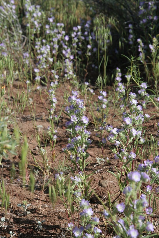 Image of threadleaf phacelia