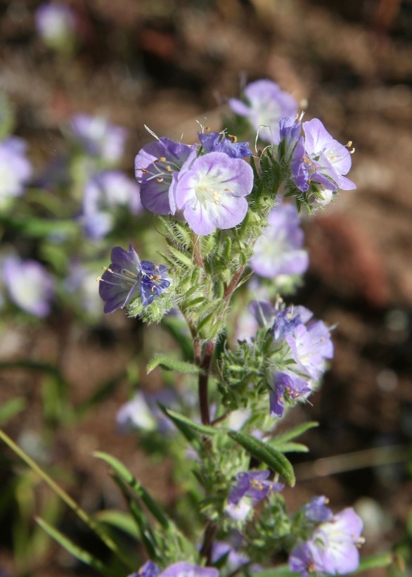 Image of threadleaf phacelia