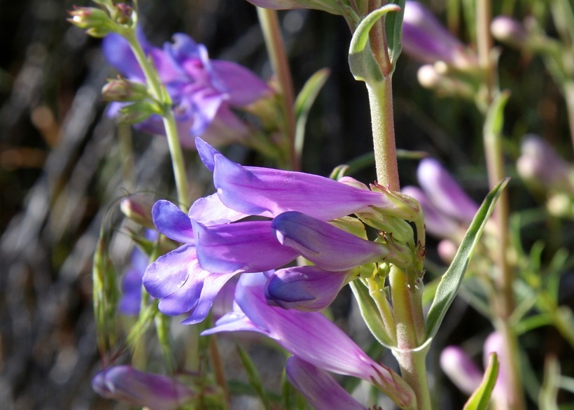 Image of slender penstemon