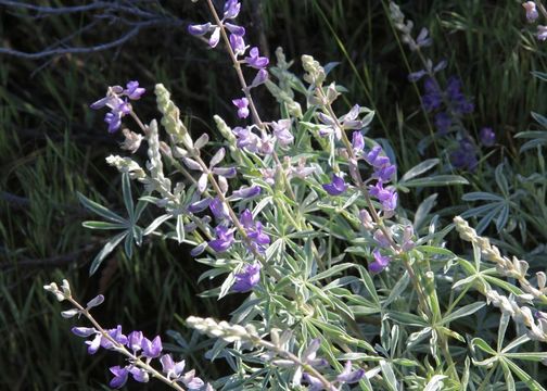 Image of Lupinus argenteus var. heteranthus (S. Watson) Barneby