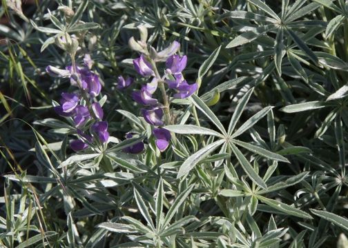 Image of Lupinus argenteus var. heteranthus (S. Watson) Barneby