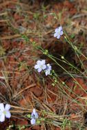 Image of Blue flax