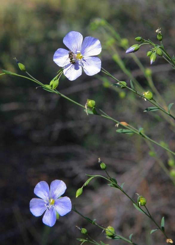 Image of Blue flax