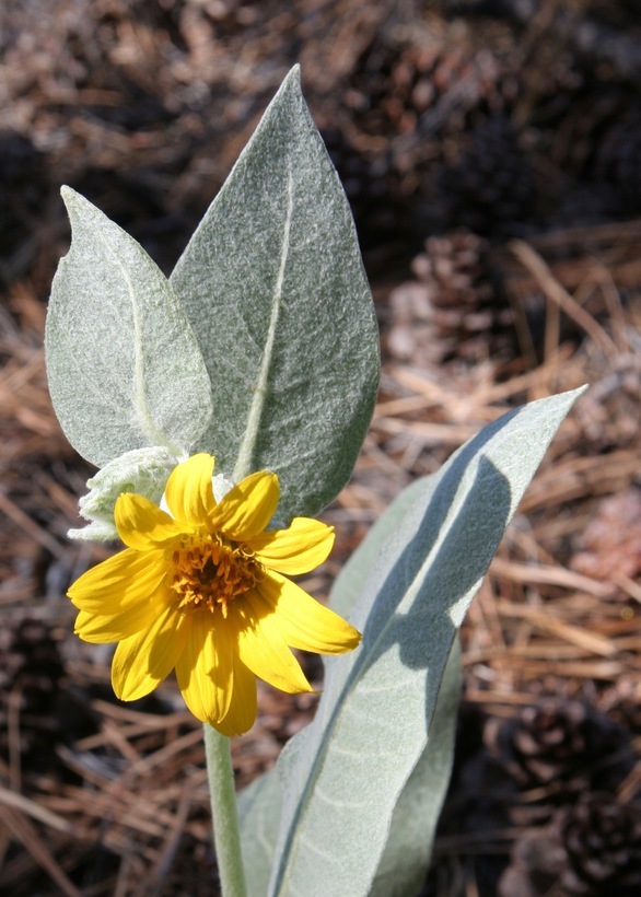 Sivun Balsamorhiza sagittata (Pursh) Nutt. kuva