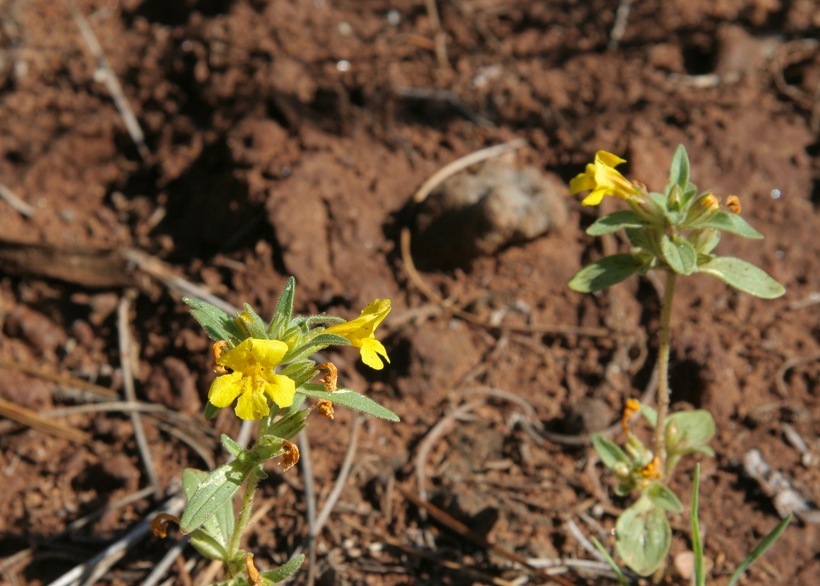 Image of <i>Mimulus primuloides</i>