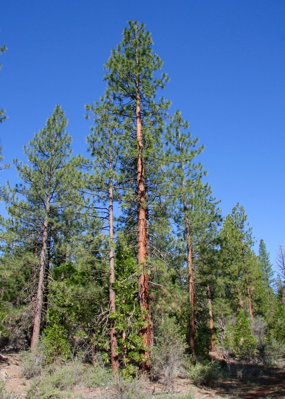 Image of Jeffrey Pine