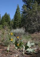 Sivun Balsamorhiza sagittata (Pursh) Nutt. kuva