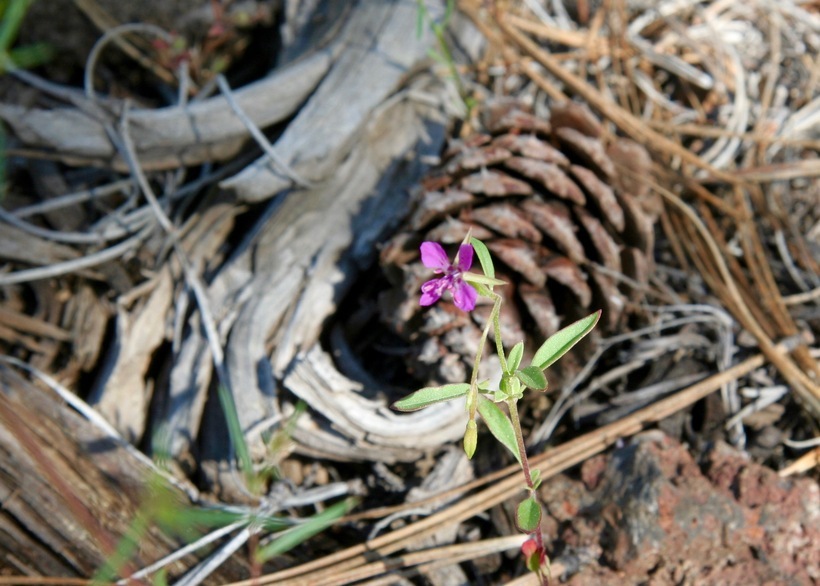 Clarkia heterandra (Torrey) H. Lewis & P. H. Raven resmi