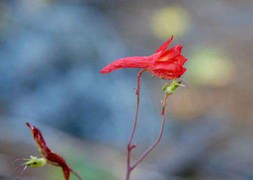 Image of red larkspur