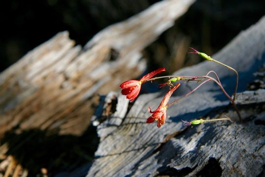 Image of red larkspur