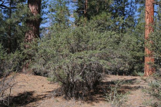 Plancia ëd Cercocarpus ledifolius Nutt.