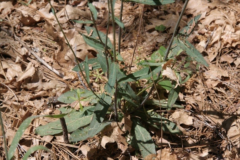 Image of white hawkweed