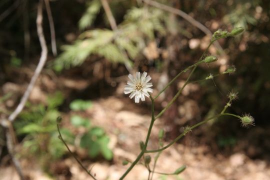 Image of white hawkweed