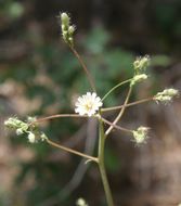 Image of white hawkweed