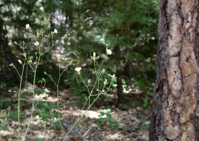 Image of white hawkweed