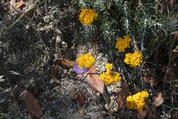 Image of golden-yarrow