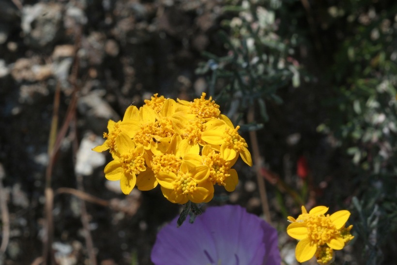 Image of golden-yarrow