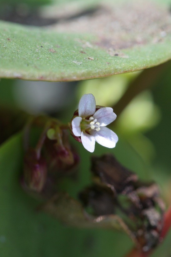 Image de claytonie perfoliée