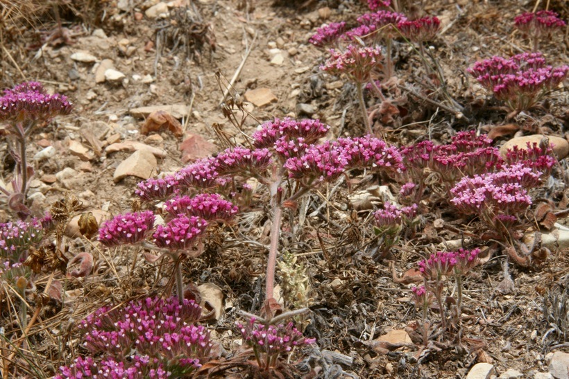 Image of Palmer's spineflower