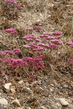 Image of Palmer's spineflower