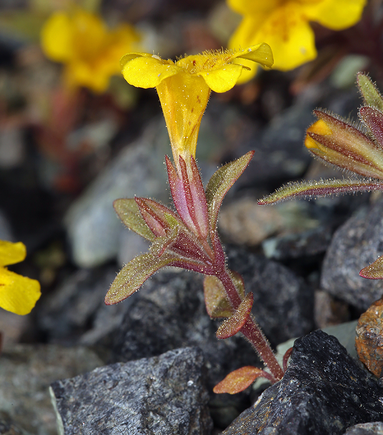 Image of <i>Mimulus pulsiferae</i>