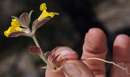 Plancia ëd <i>Mimulus pulsiferae</i>