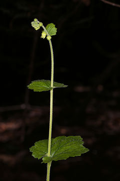 Image of Fragrant Fringecup