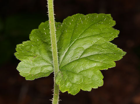 Image of Fragrant Fringecup