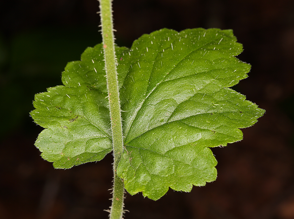 Tellima grandiflora (Pursh) Douglas ex Lindley的圖片