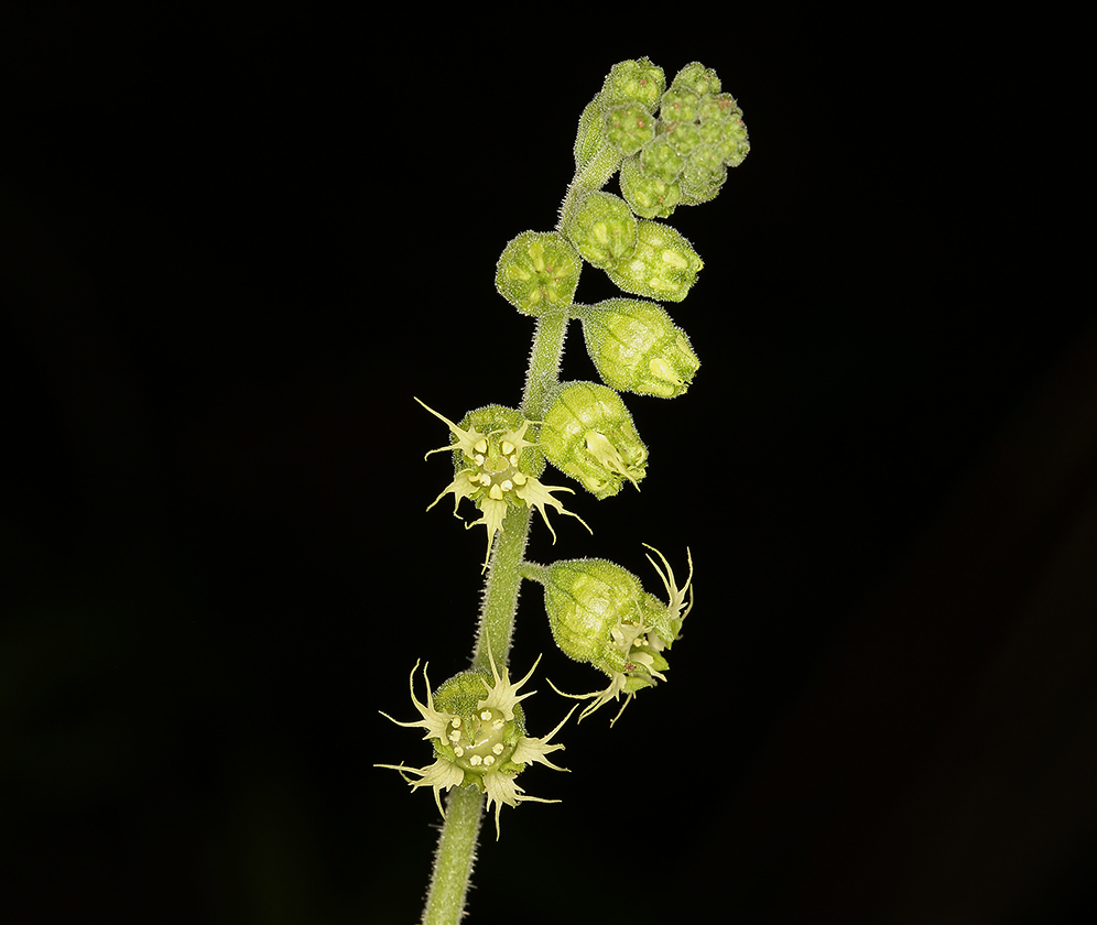 Tellima grandiflora (Pursh) Douglas ex Lindley的圖片