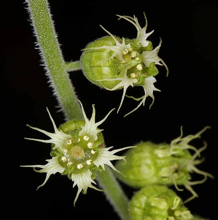 Tellima grandiflora (Pursh) Douglas ex Lindley的圖片