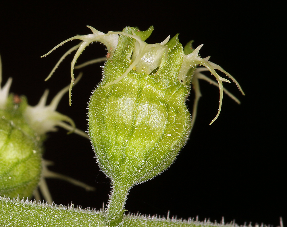 Sivun Tellima grandiflora (Pursh) Douglas ex Lindley kuva