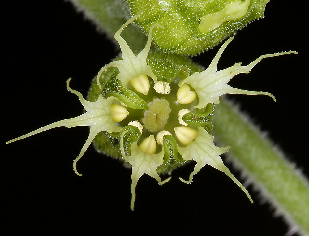 Sivun Tellima grandiflora (Pursh) Douglas ex Lindley kuva