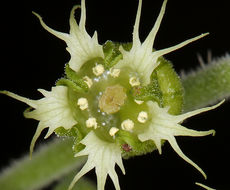 Sivun Tellima grandiflora (Pursh) Douglas ex Lindley kuva