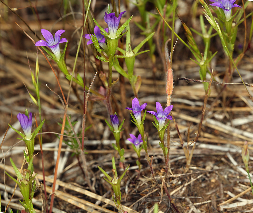 Image of Common Bluecup