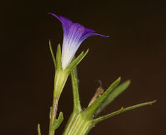 Image of Common Bluecup