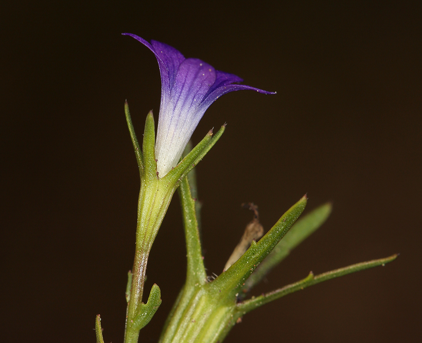 Image of Common Bluecup