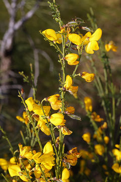 Image of Broom