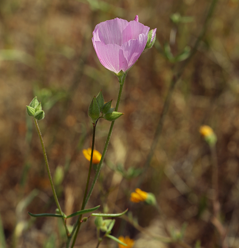 Imagem de Sidalcea hartwegii A. Gray ex Benth.