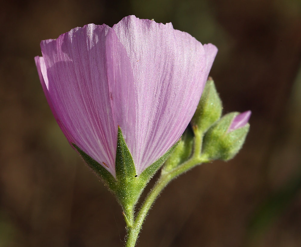 Imagem de Sidalcea hartwegii A. Gray ex Benth.