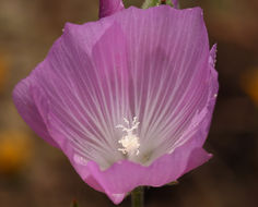 Image of valley checkerbloom