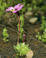 Image of <i>Mimulus angustatus</i>