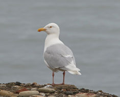 Image of Glaucous Gull