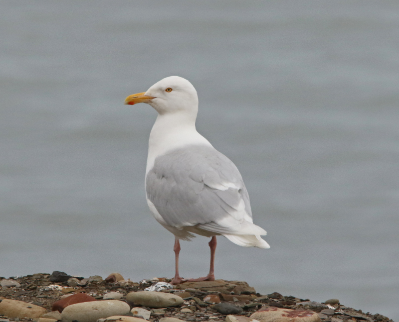 Image of Glaucous Gull