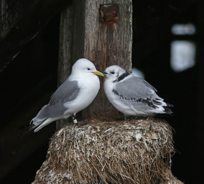 Image of Black-legged Kittiwake