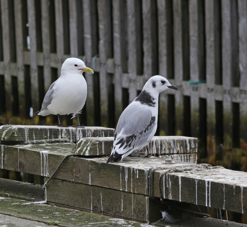 Image of Black-legged Kittiwake