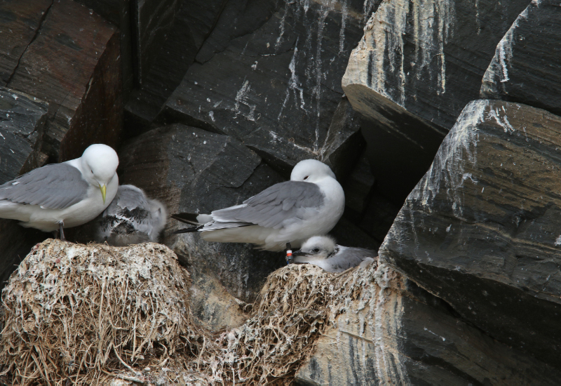 Image of Black-legged Kittiwake