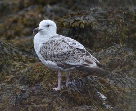 Image of Great Black-backed Gull